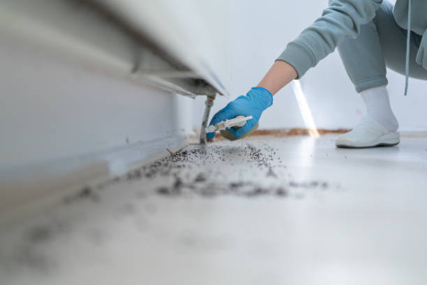 Best Insect Control  in Chalco, NE